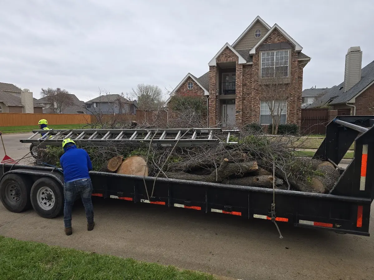 Expert Tree Removal with proper safety equipment in Sextons Creek